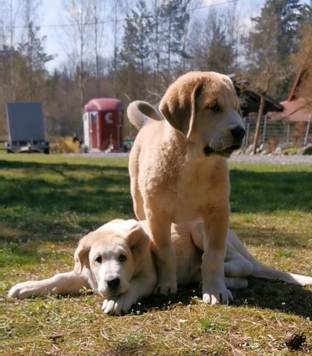 Spektakularne szczenię Owczarka Środkowoazjatyckiego ALABAI FCI
