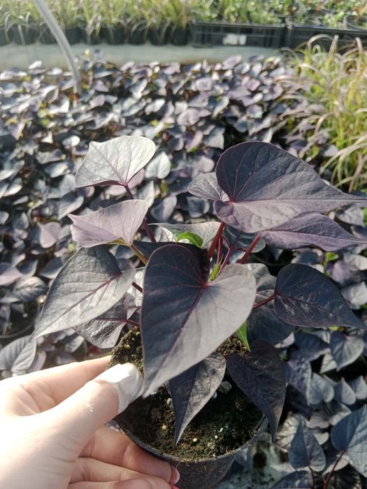 Ipomea limonka Black ipomoea wilec ziemniaczany sadzonki doniczka  10c