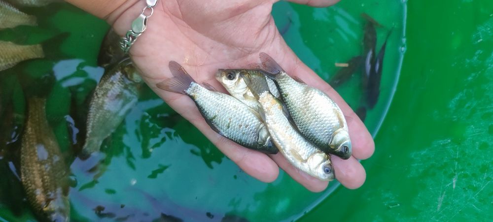 Карась Живець  відправляємо поштою 
Від 4-18см є різні
Відправляємо