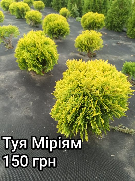 Туя смарагд, золотий смарагд, ялівець Голд Коне, ялівець блю ароу, ялівець Мунглоу , туя даніка,  туя Міріям, кипарис івоне