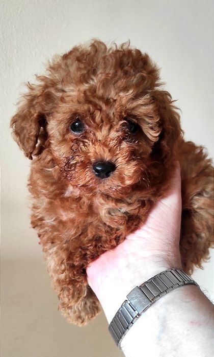 Той Пудель Ред Браун з документами клубу