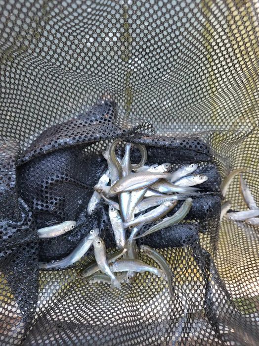 Narybek słonecznicy