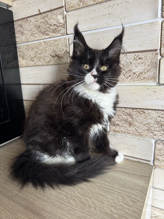 Продам крутого , с большими кистями котенка( гентесты есть) мейн-кун черный (дым) с белым