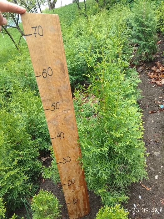 Самшит формований, туя колоновидна.