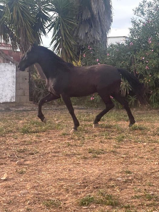 Poldro Preto 3 ANOS