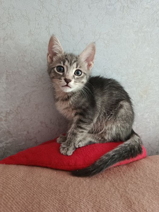 Отдам 2 месячных котят девчулек