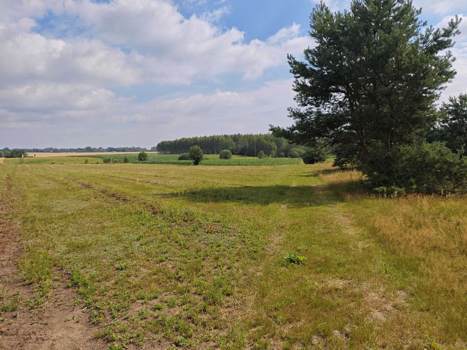 Nieruchomość rolna 2,95 ha Pękoszew, gm. Kowiesy - Widok 5
