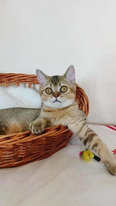 Золотая шиншилла,мальчик.