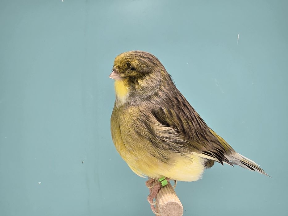 Kanarki gloster 2025 kanarek mini border fiorino - wysylka