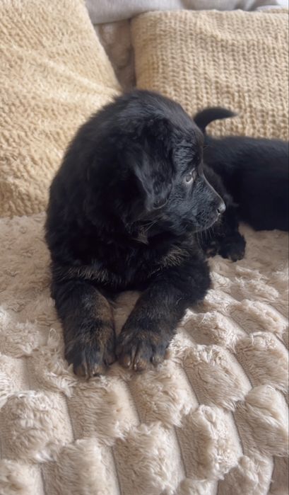 Безкоштовно в хороші, добрі руки цуцика знайденогь в лісі !!!