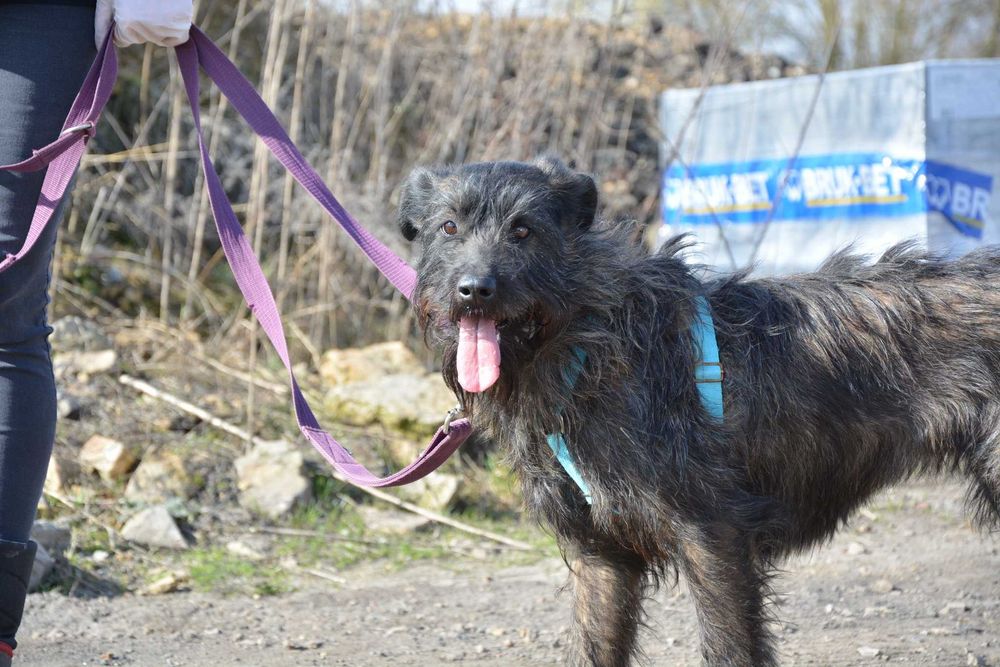 Kora - terierkowata, spokojna, fajna sunia do adopcji.