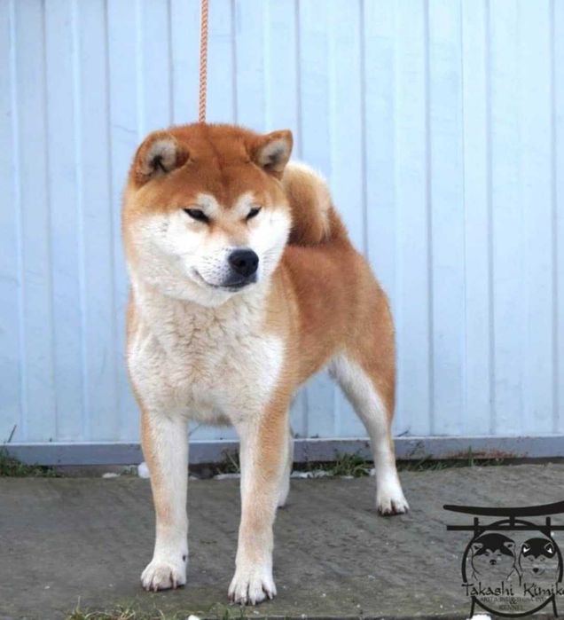 Shiba inu samiec z rodowodem ZKwP FCI