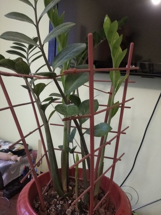 Продам  вазон ..