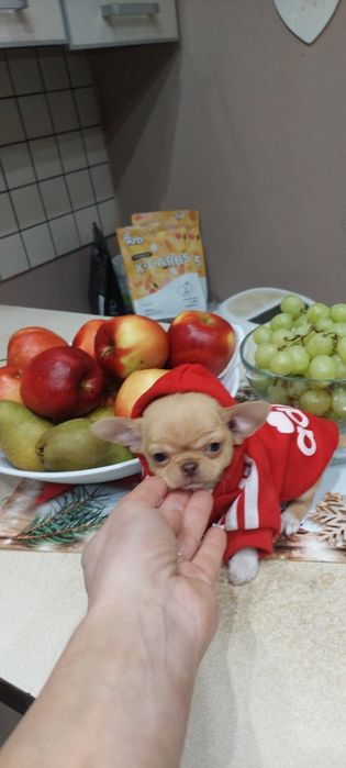 Cudny Mini chłopczyk Chihuahua