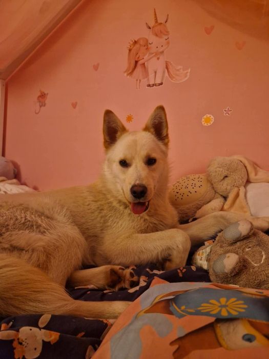 HAPPY młodziutki aktywny psiak poleca się do adopcji