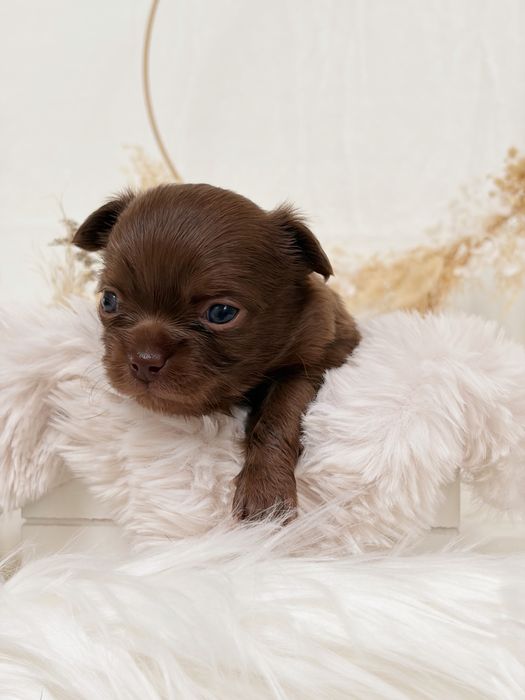 Chihuahua * czekoladowy * długowłosy