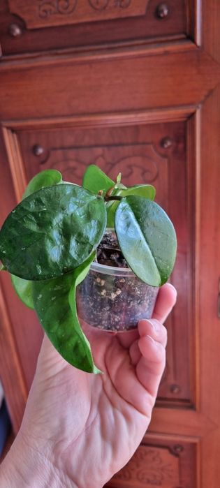 Hoya Carnosa Krinkle 8 - rosnąca