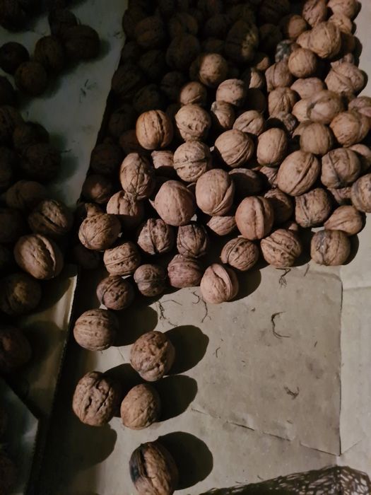 Orzechy włoskie zbiór 2024 rok