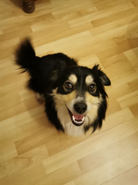 Mały łagodny psiak szuka domu