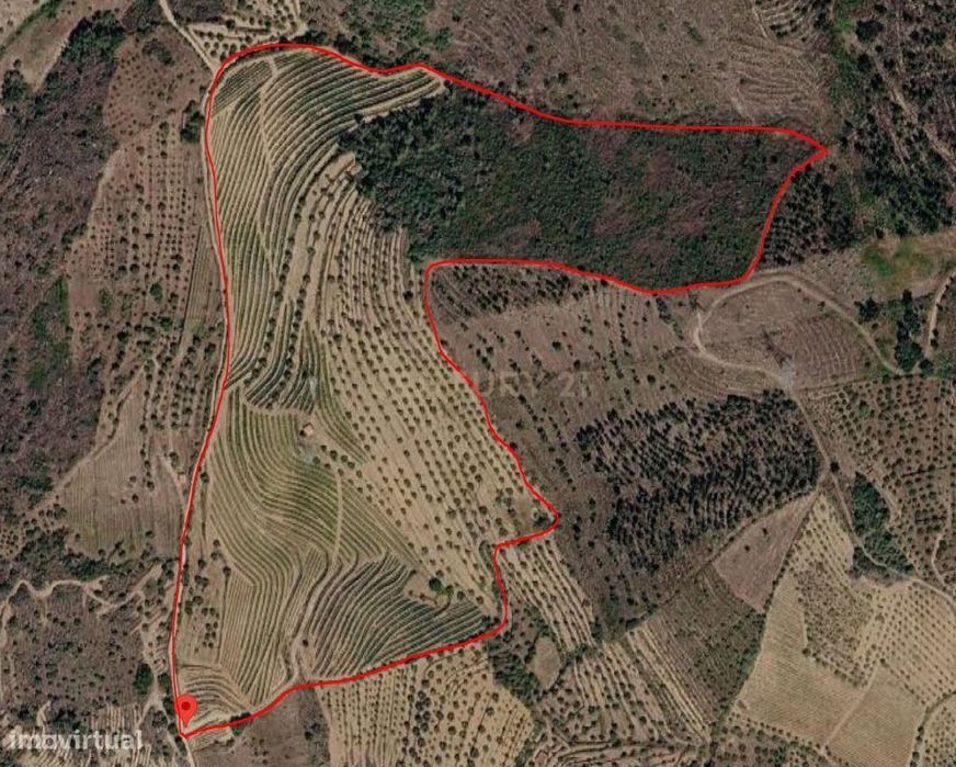 Quinta dos Cantos — Propriedade com vinha, olival e potencial agrícola