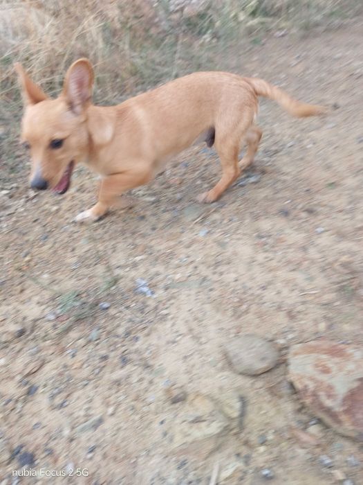 Doação de Cão porte pequeno