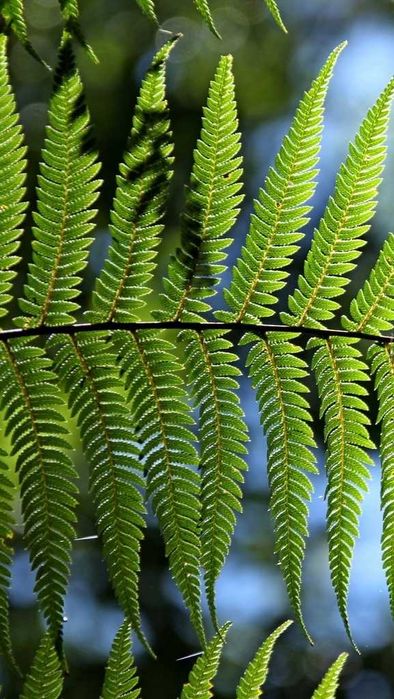 paproć paprotka paprotki ogrodowa