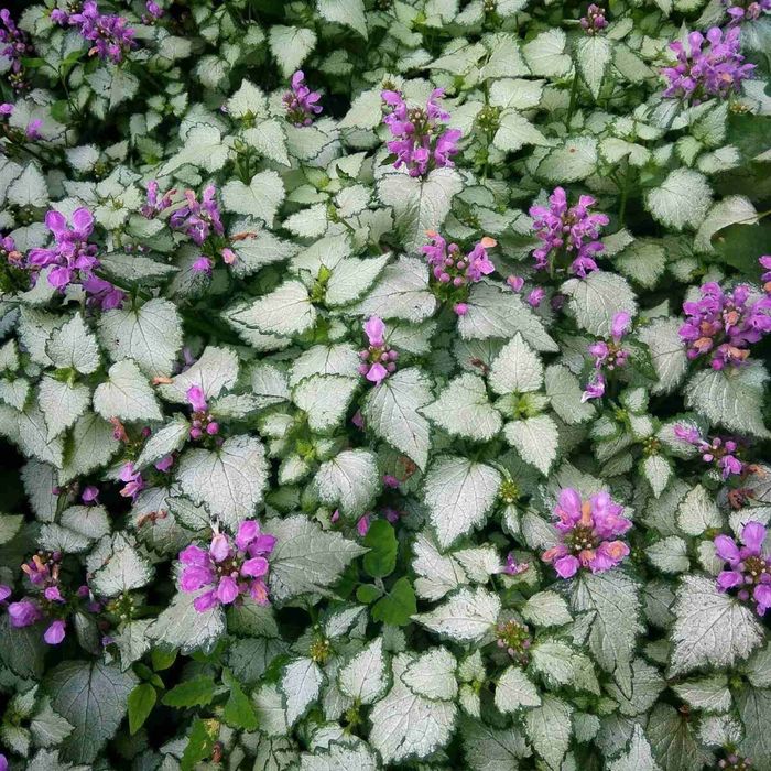 Армерія, Флокс розчепірений,Ромашка