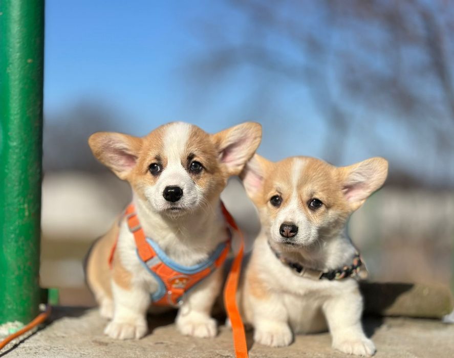 Маленькі усміхнені цуценята вельш коргі пемброк