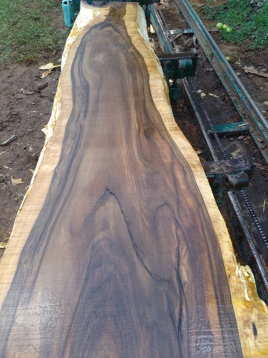 Orzech Monolity Na stoły po suszarni