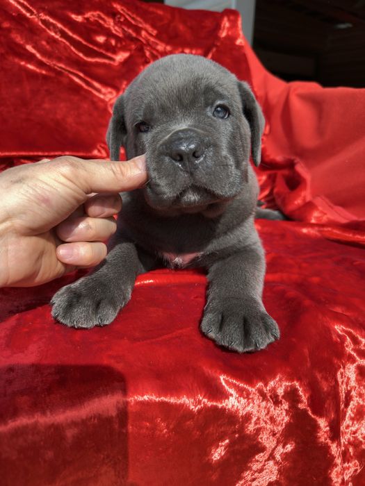 Голубий Кане-Корсо 2 міс хлопчик Рамзан