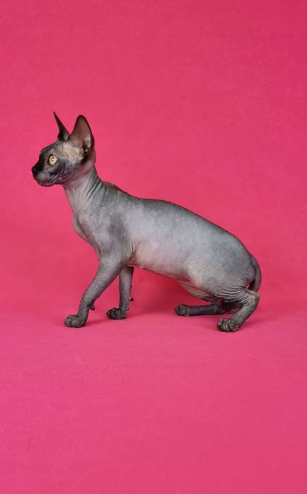 Кошеня породи сфінкс . Дівчинка.
