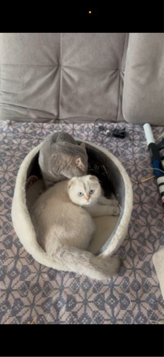 Чистокровные вислоухие, прямоухие шотландские котята!