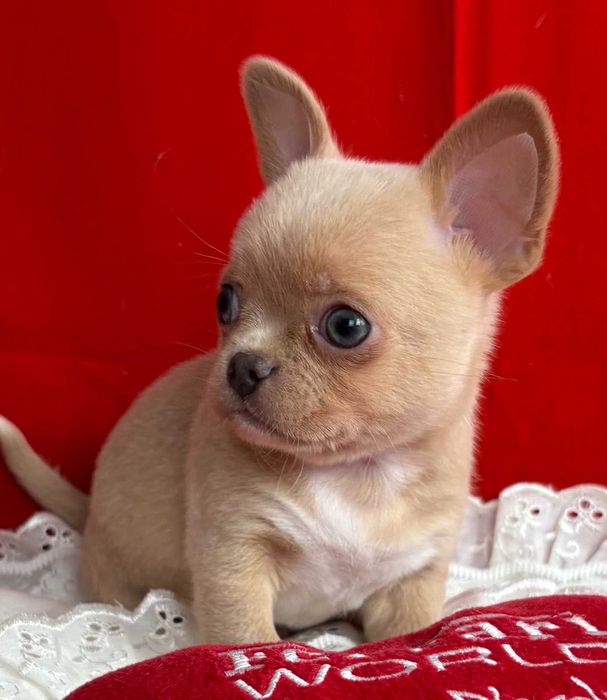 Іабелловий красивий хлопчик