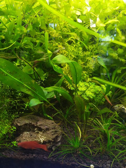 Рослини в акваріум