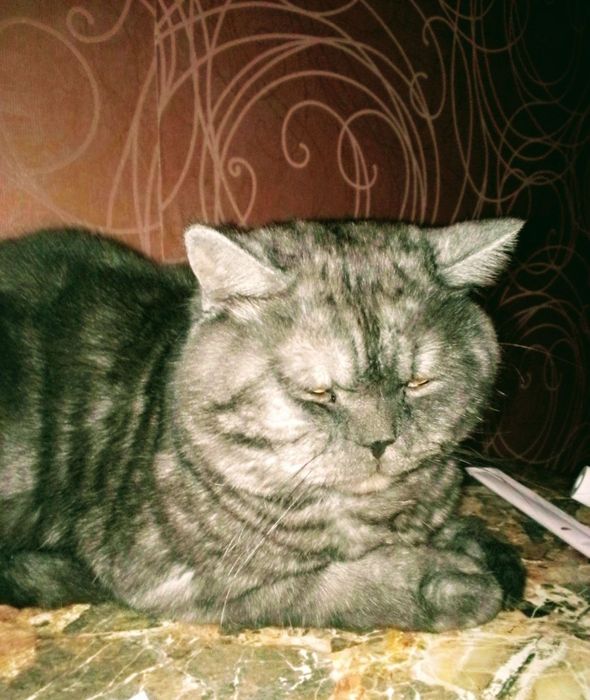 Вязка, опытный британец