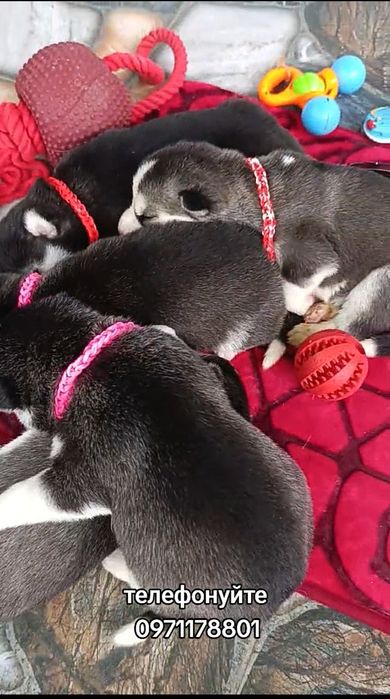 Цуценята Сибірської Хаскі з блакитними очима.