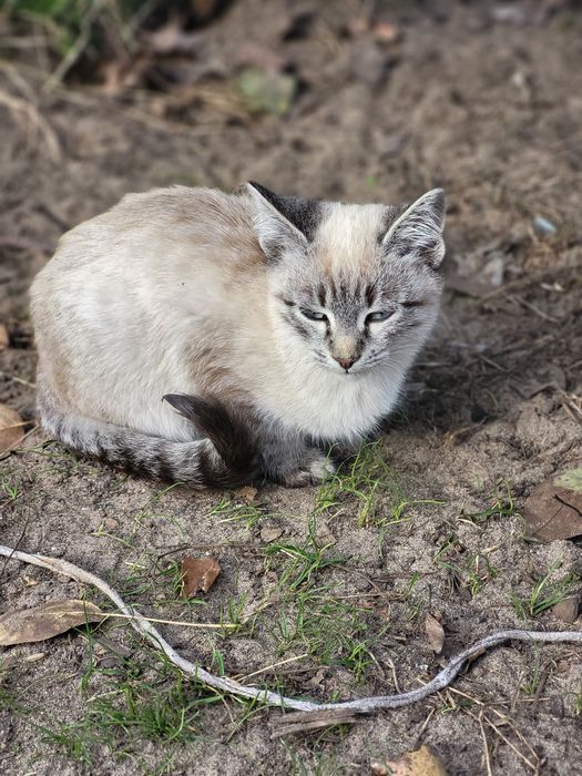 Кошенята, віддамо в добрі руки
