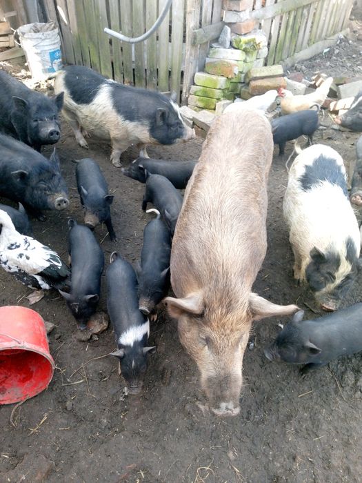 Продам поросят корейци,разним возростом