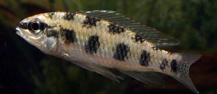 L260 Queen Arabesque Pleco , L75 Leopard Pleco e dicrossus maculatus