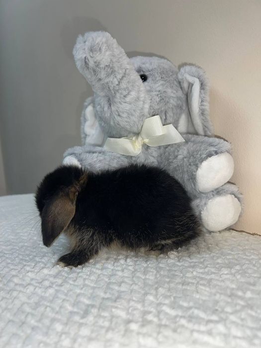 Декоративний кролик , окрас чорний оттер