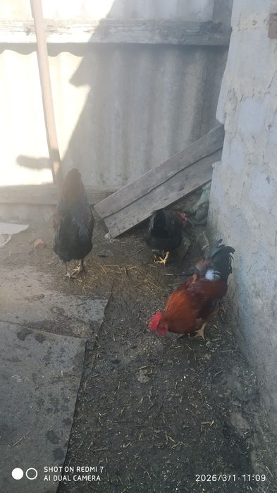 Продам  питухів   амерукану і карлики