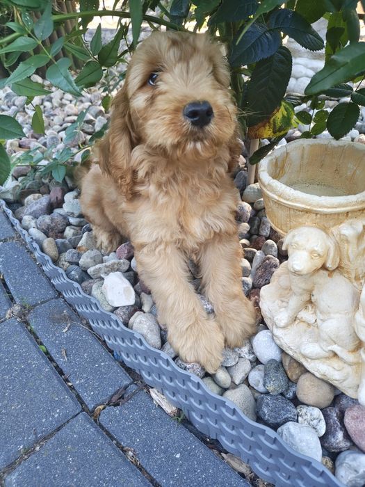 Śliczne cockapoo hybryda F1 piesek gotowy do odbioru