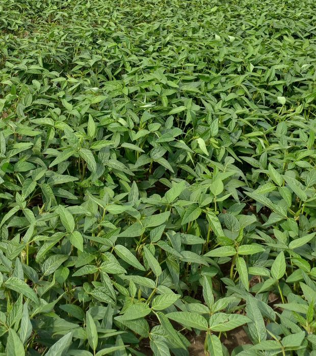 Продаю сою Аббі.