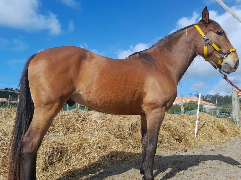 Cavalo capado 7 anos