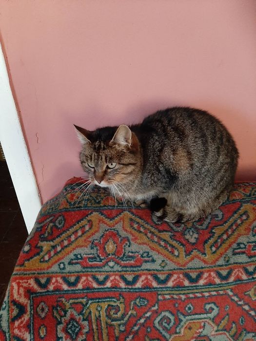 дівчинка безкоштовно