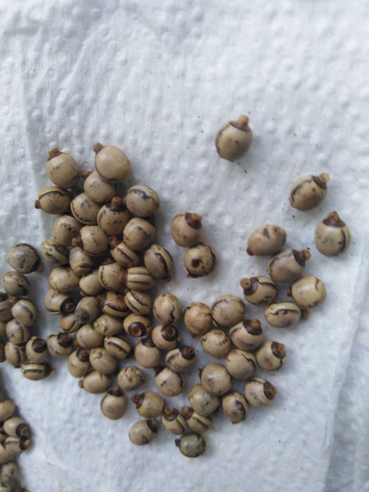 Jaja straszyka australijskiego - Extatosoma tiaratum 50szt