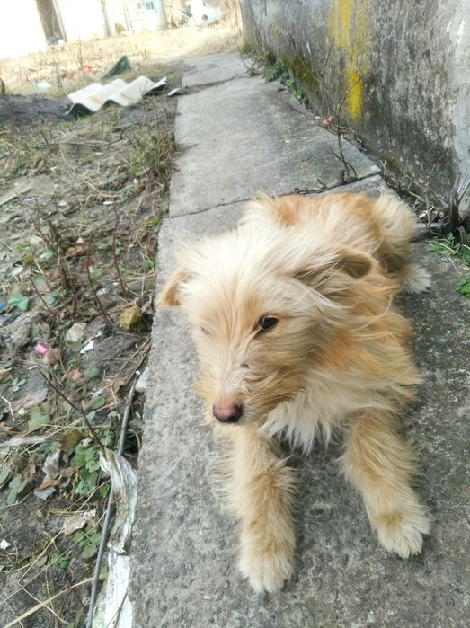 Одам щенка, девочка)