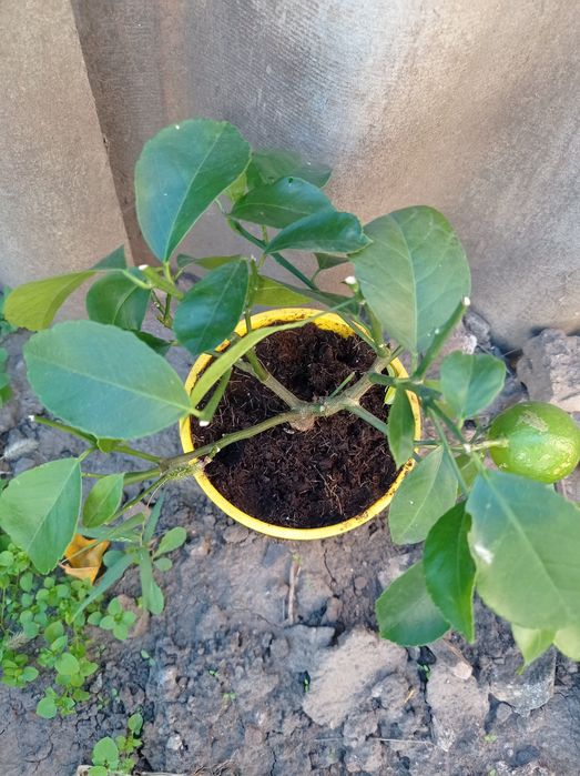 Цитрус лимон сорт Мейера  с плодом.