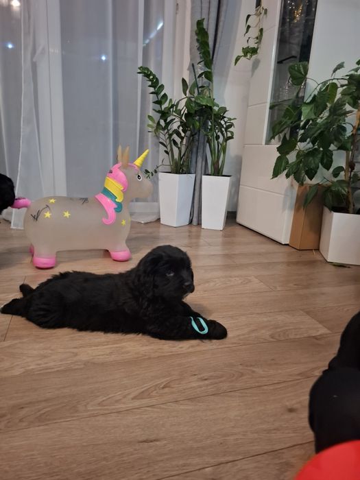 Golden Mountain Dog !Golden Retriever +Berneński Pies Pasterski