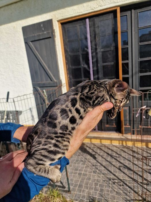 Charcoral Gatinho de bengala (fêmea)